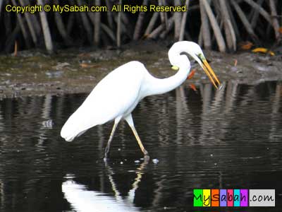 Great Egret