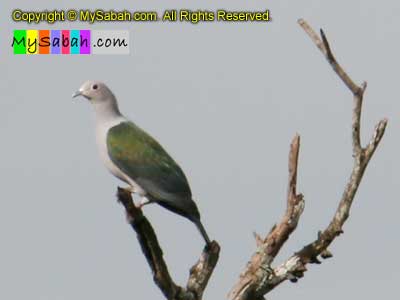 Green Imperial Pigeon