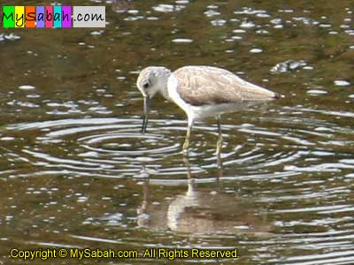 Common Greenshank