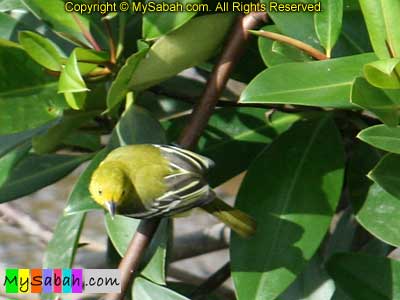 Common Iora