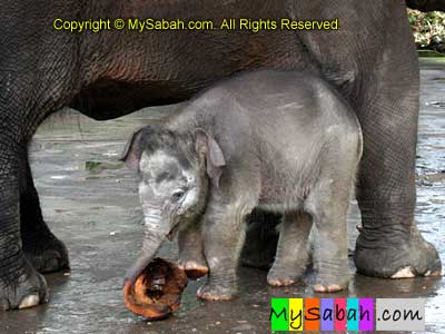 Sumandak eating coconut