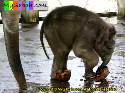 Sumandak eating coconut