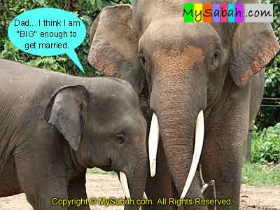 Pygmy Elephants