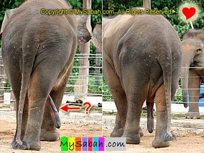 Pygmy Elephants