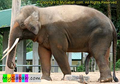 Pygmy Elephants