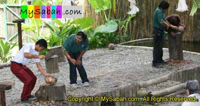 Opening coconut competition