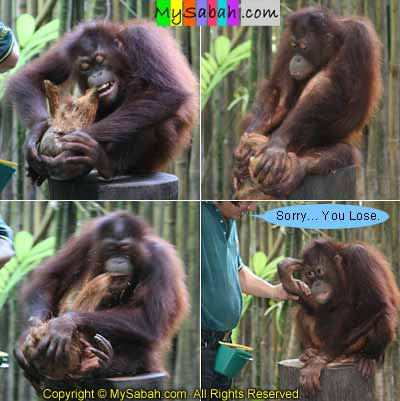 Orangutan peeling coconut by hand