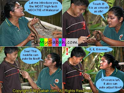 Sawa Batik snake