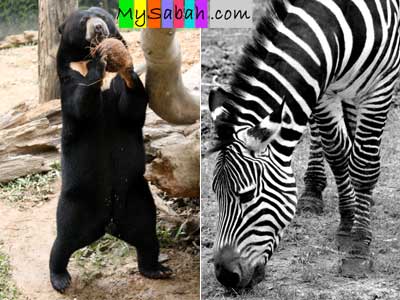 Sun Bear and Zebra