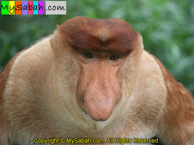 Proboscis Monkey