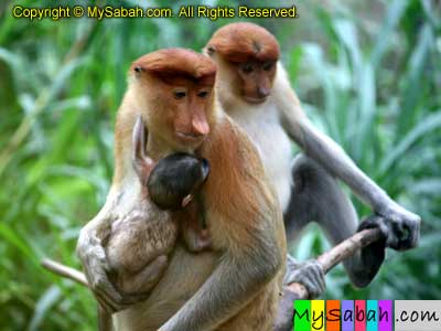 Proboscis Monkeys