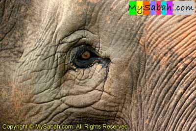 Pygmy Elephant