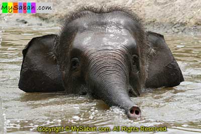 Pygmy Elephant