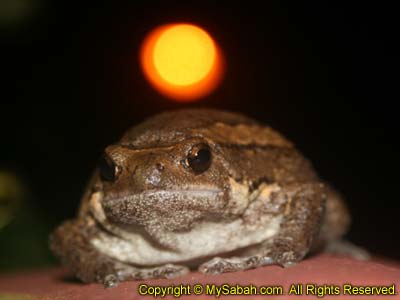 Frog waits for food