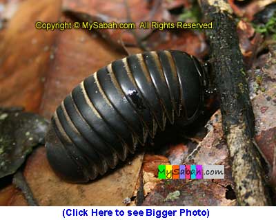 Pill Millipede