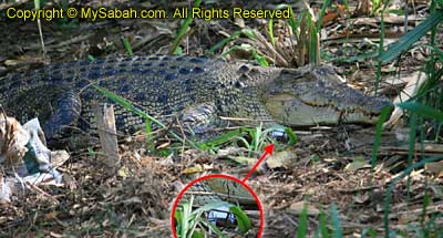 crocodile of Shan-Shui Golf Course