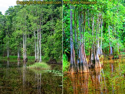 Mangrove Trees