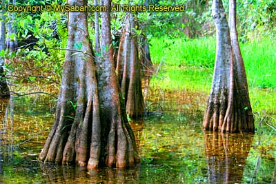 Mangrove Trees