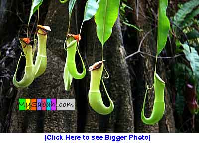 Pitcher Plant