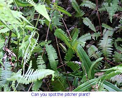 Pitcher Plant