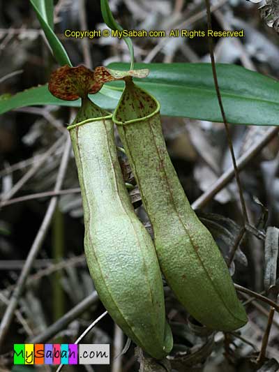 Pitcher Plant