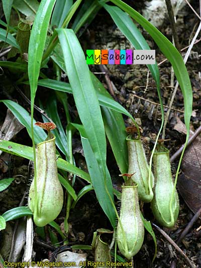 Pitcher Plant