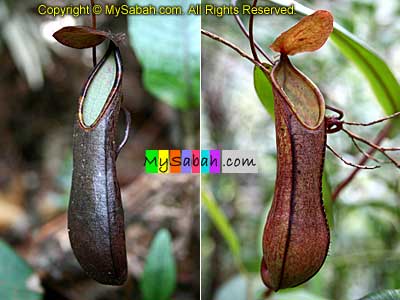 Pitcher Plant