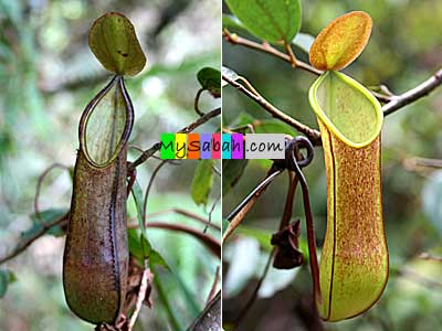 Pitcher Plant