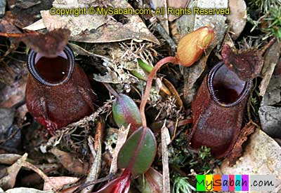 Pitcher Plant