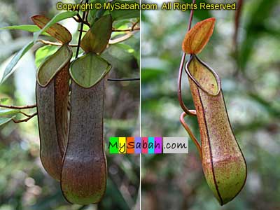 Pitcher Plant