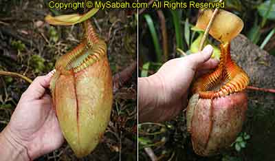 Pitcher Plant