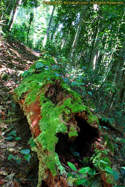 Tambunan Forest