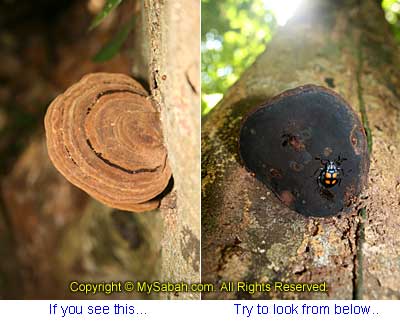 Tambunan Forest