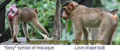 Sexy pig-tailed macaques