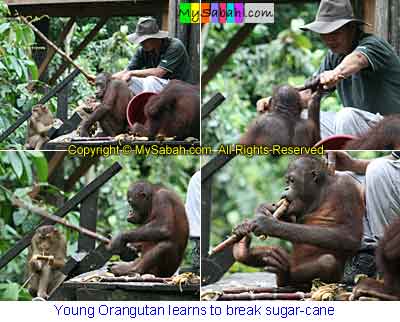 Orang Utan