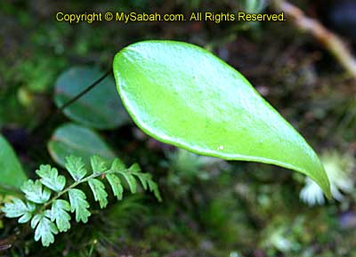 Plant of Kinabalu Park