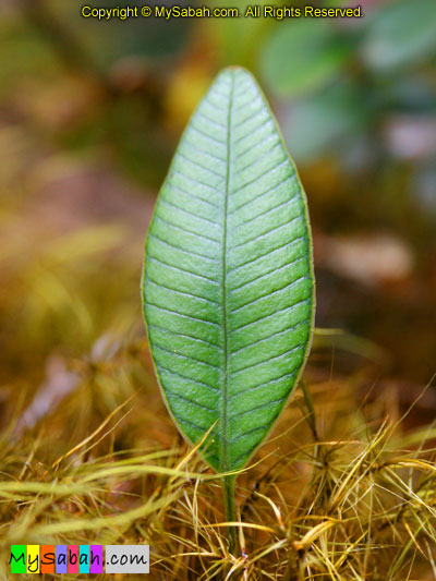 Plant of Kinabalu Park