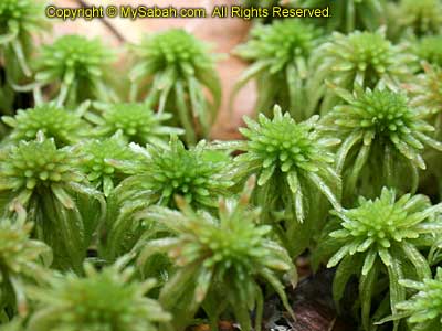 Plant of Kinabalu Park