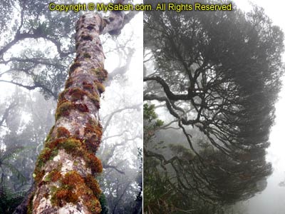 Trees of Kinabalu Park