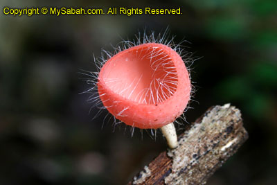 Cup fungi