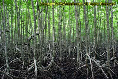 Mangrove forest