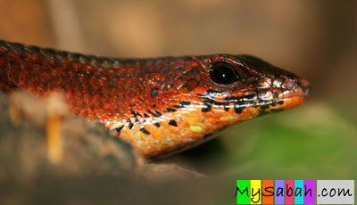 Red Skink