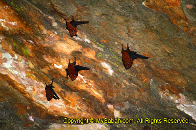 Bats