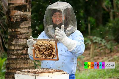 Honey bee farm