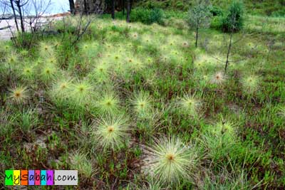 Plant at Terongkongan Beach