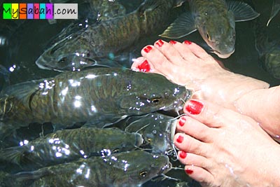 Fishes sucking foot