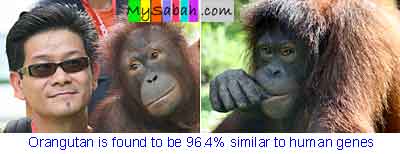 Orang Utan