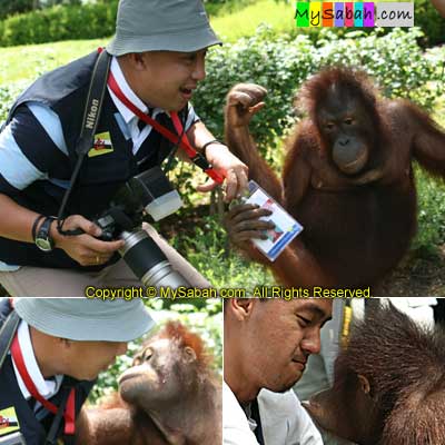 Orang Utan