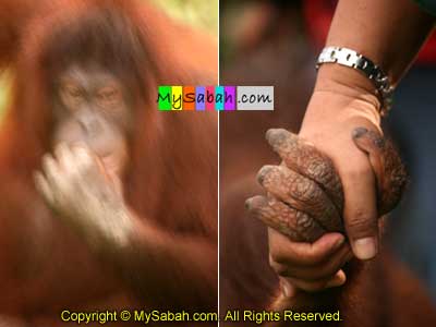 Orang Utan