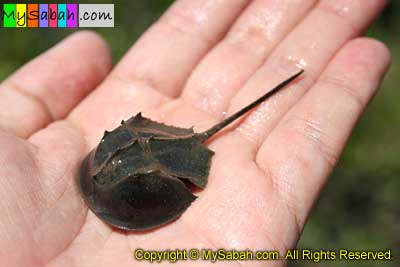 Horseshoe Crab